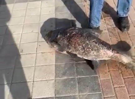Толстолобика – мутанта на видео поймал рыбак в Армавире 