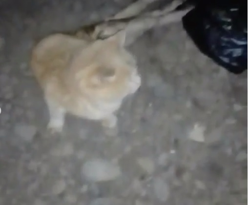 Живодёры перебили лапы коту и выбросили его в уличный туалет в Армавире 