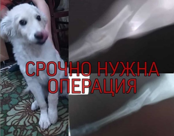 Лихач сбил собаку на машине и сломал ей лапу в Армавире 