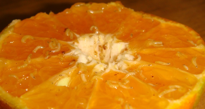 На столы жителей Армавира чуть не попали 76 тонн заражённых египетских апельсинов 