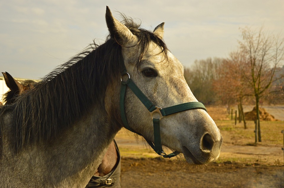 В Мостовском районе украли 2 лошадей у жителя Армавира