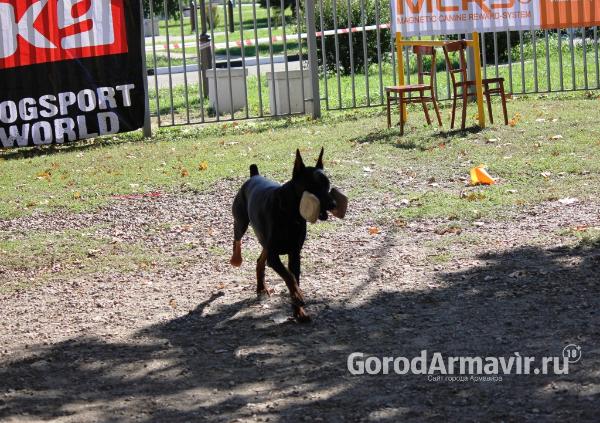 Обучение, воспитание и здоровье собак в Армавире доверьте Клубу служебного собаководства ДОСААФ