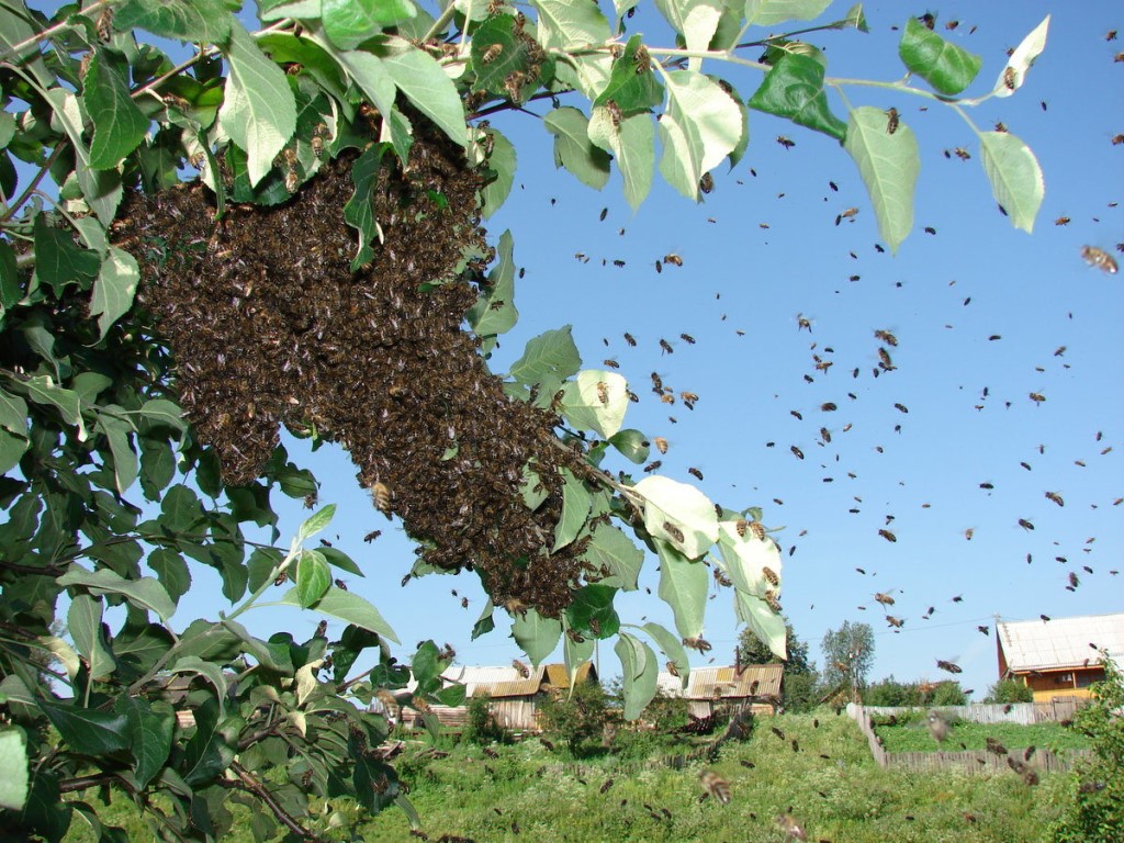 Нашествие диких пчел сняли на камеру смартфона жители Армавира 