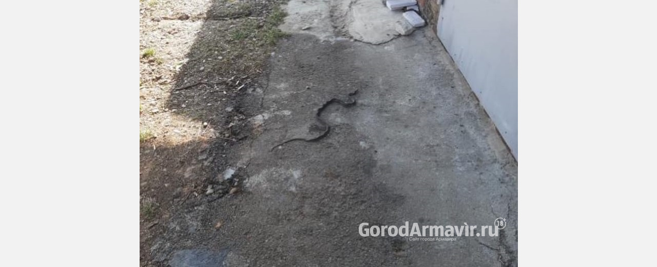 Жители Армавира жалуются в соцсетях на нашествие змей 