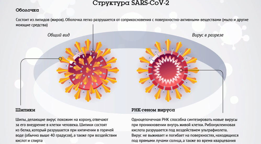 Коронавирус останется. Коронавирус строение вируса. Коронавирус 19 строение вируса. Коронавирус схема строения. Строение коронавируса Covid-19.