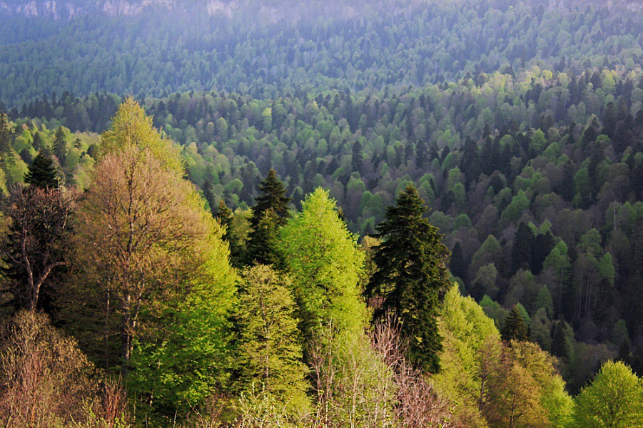Благодаря нацпроекту «Экология» в регионе и Армавире восстановили более 2,2 тысячи гектаров леса