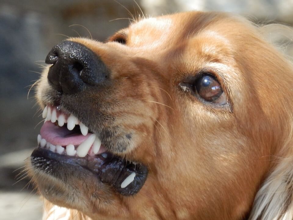 Собаки с подозрением на бешенство укусили 2 жителей Армавира 