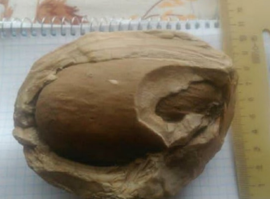 Житель Армавира продает яйцо динозавра за 3 млн руб 