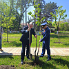 Сотрудники «Росводоканала Краснодара» высадили Аллею памяти в честь 80-летия Победы в Армавире 