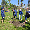 Сотрудники «Росводоканала Краснодара» высадили Аллею памяти в честь 80-летия Победы в Армавире 