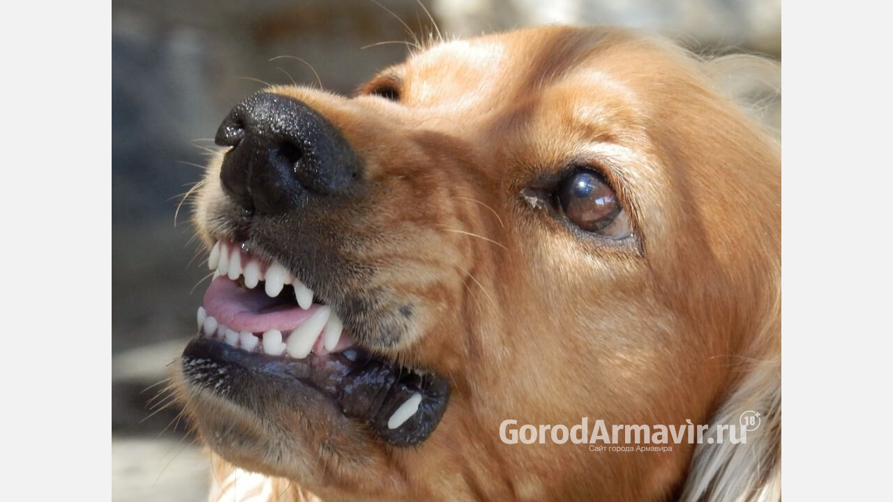 Собаки с подозрением на бешенство укусили 2 жителей Армавира 