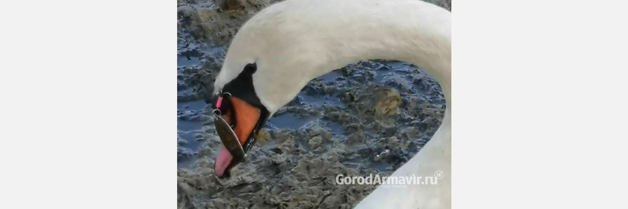 В Армавире требуется помощь лебедю с рыболовным крючком в клюве 