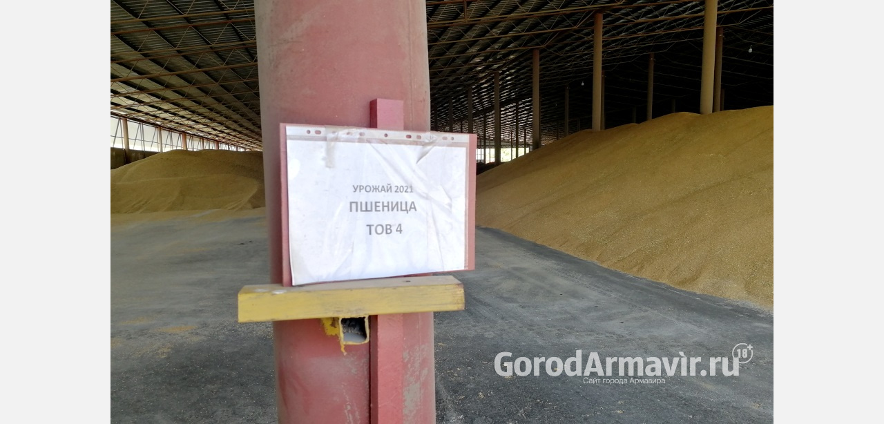 В Армавире урожайность пшеницы достигла 70,1 центнеров с гектара