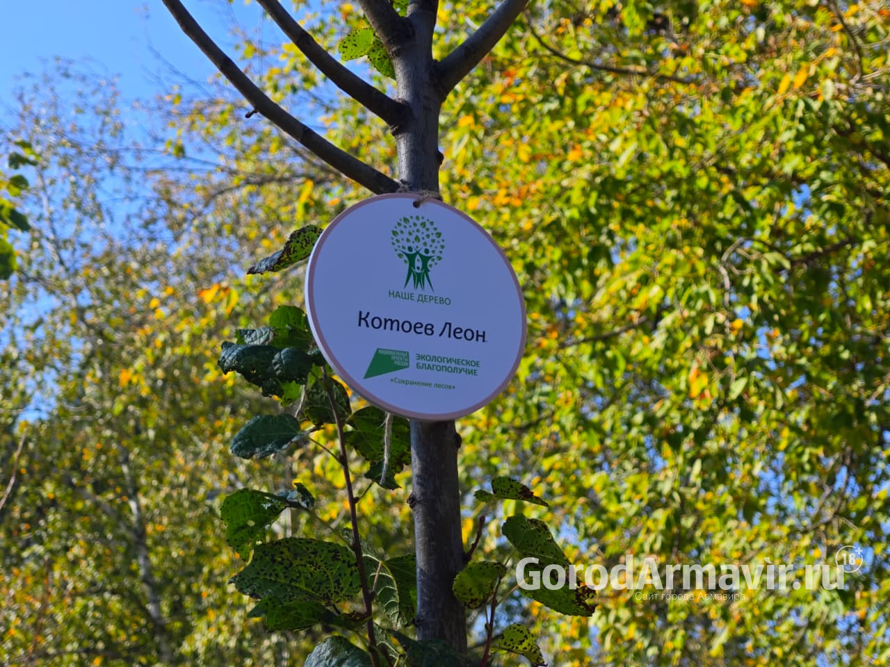 В Армавире в рамках проекта «Наше дерево» высадят более 300 деревьев 