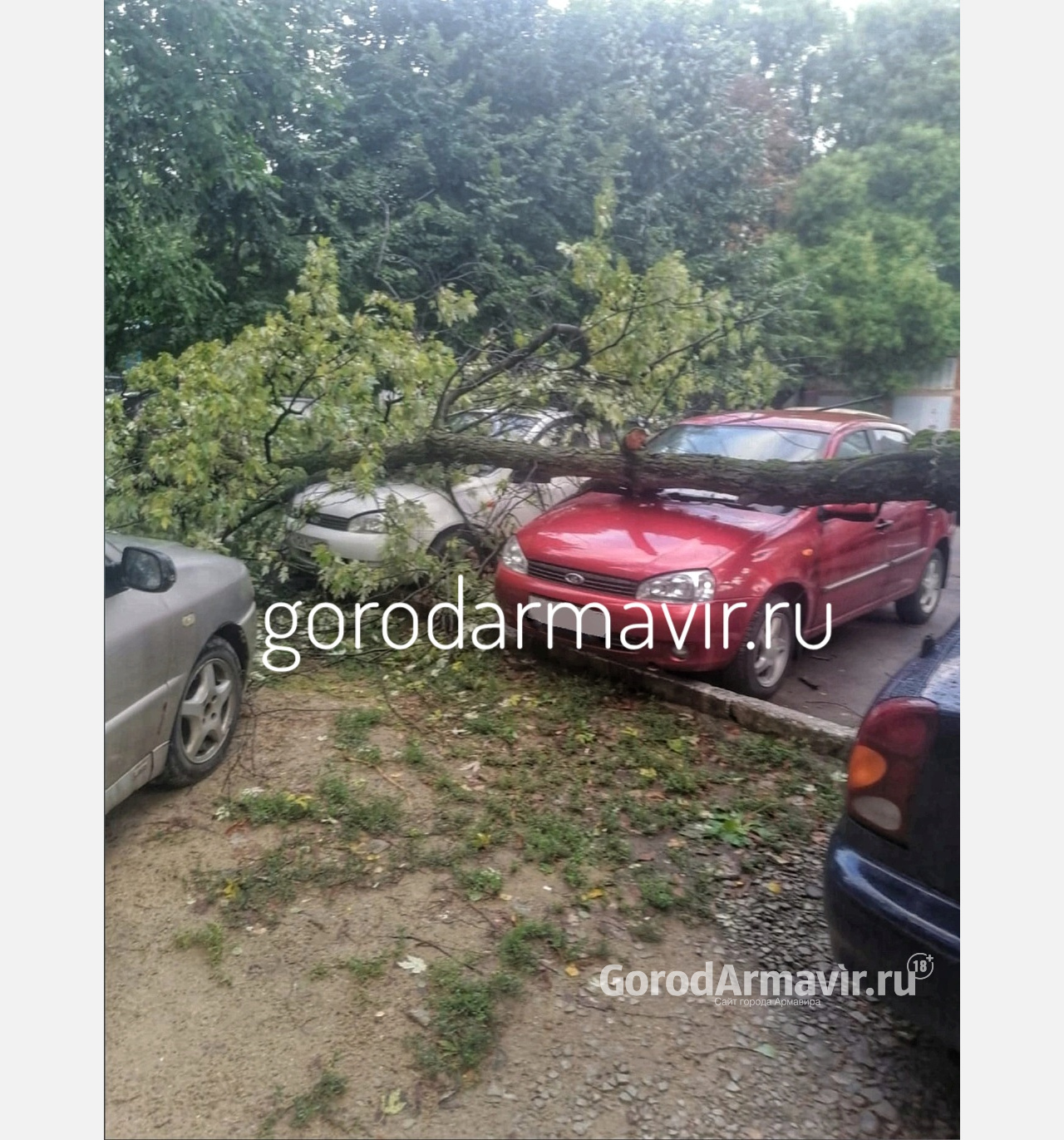 В Армавире 3 автомобиля пострадали после падения дерева на парковку
