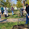 В Армавире в рамках проекта «Наше дерево» высадят более 300 деревьев 