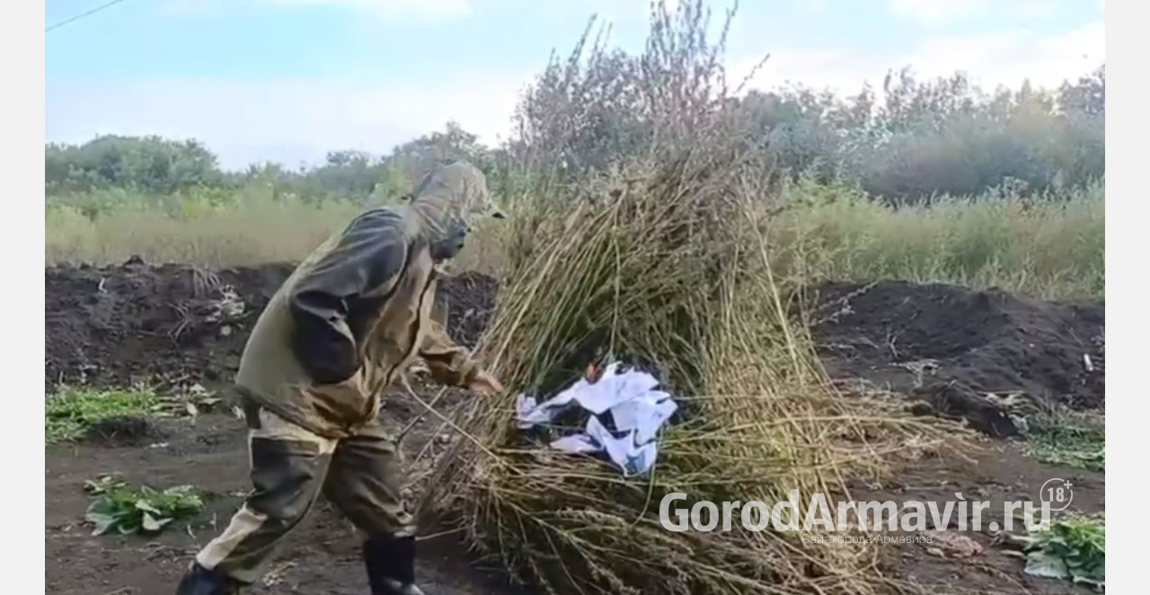 В Армавире уничтожили 350 кустов наркосодержащих растений 