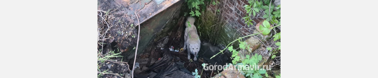 В Армавире спасатели вытащили из колодца просидевшую там 3 дня собаку 