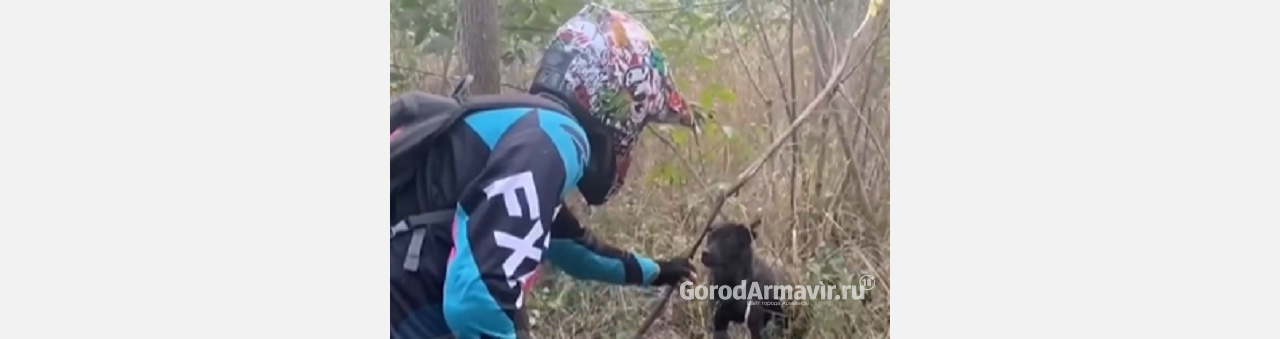 Привязанную живодерами в лесу собаку спасли жители Армавира 