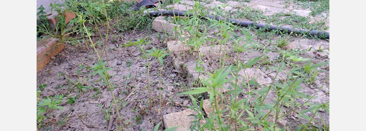 В Армавире полицейские обнаружили в огороде у местного жителя 37 кустов конопли 