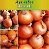 Преимущества осенней посадки лука севка в Армавире