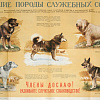 Только обученная собака является полноценной служебной собакой!