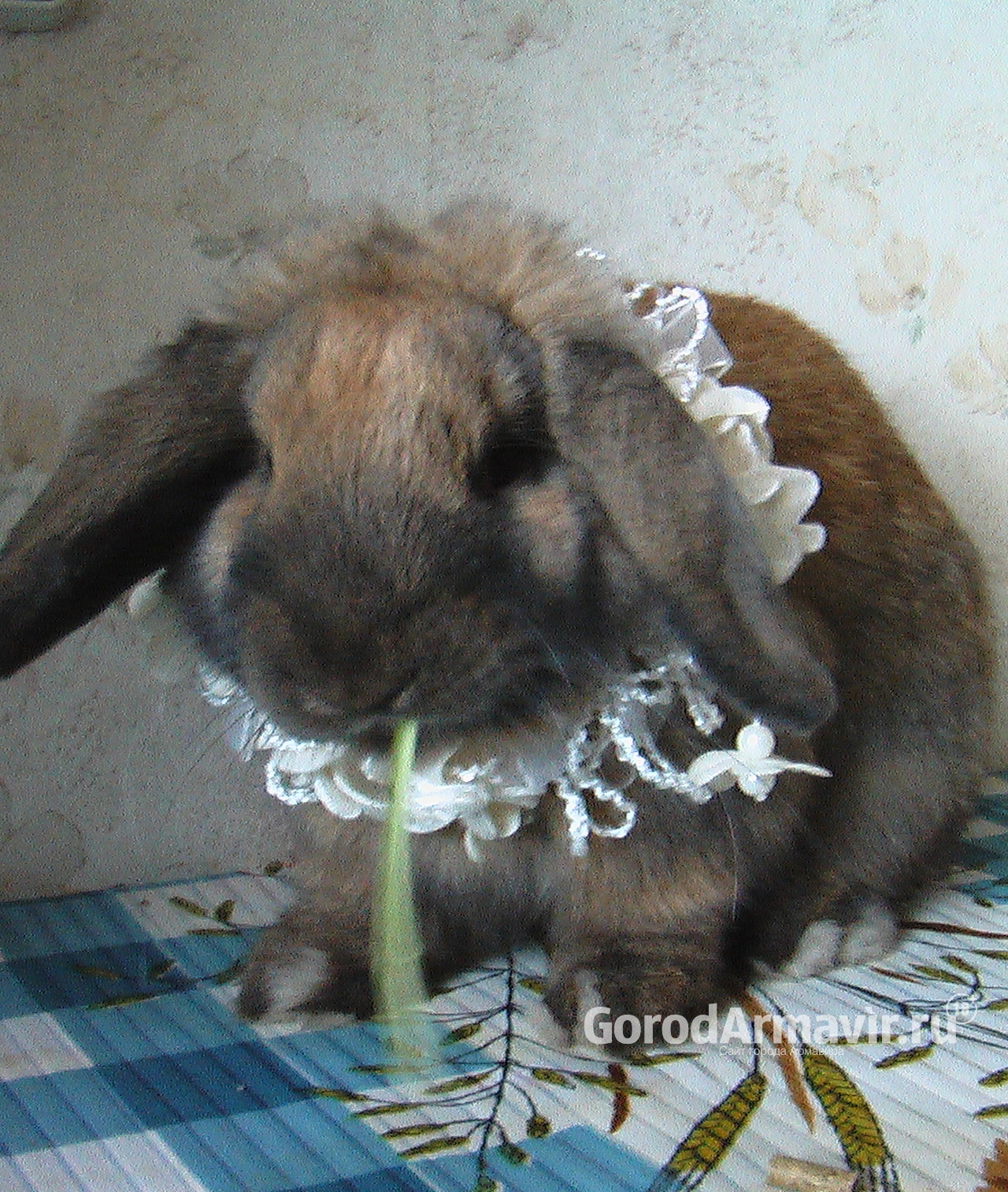 Пушистое очарование: как содержать декоративного кролика в квартире 