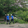 В Армавире во время непогоды 2 августа было вывернуто с корнем 25 деревьев