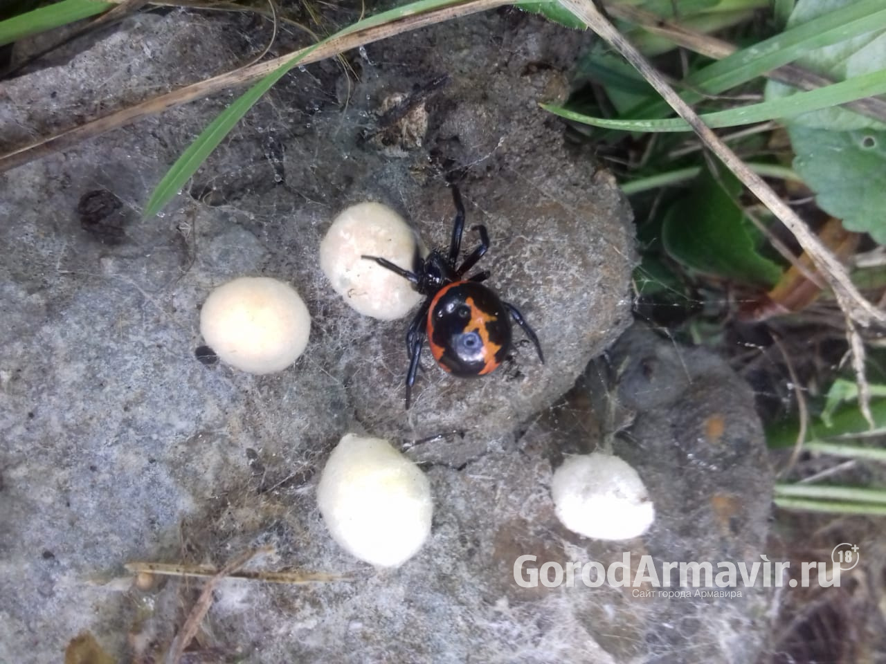 Опасные пауки появились на водохранилище в Армавире