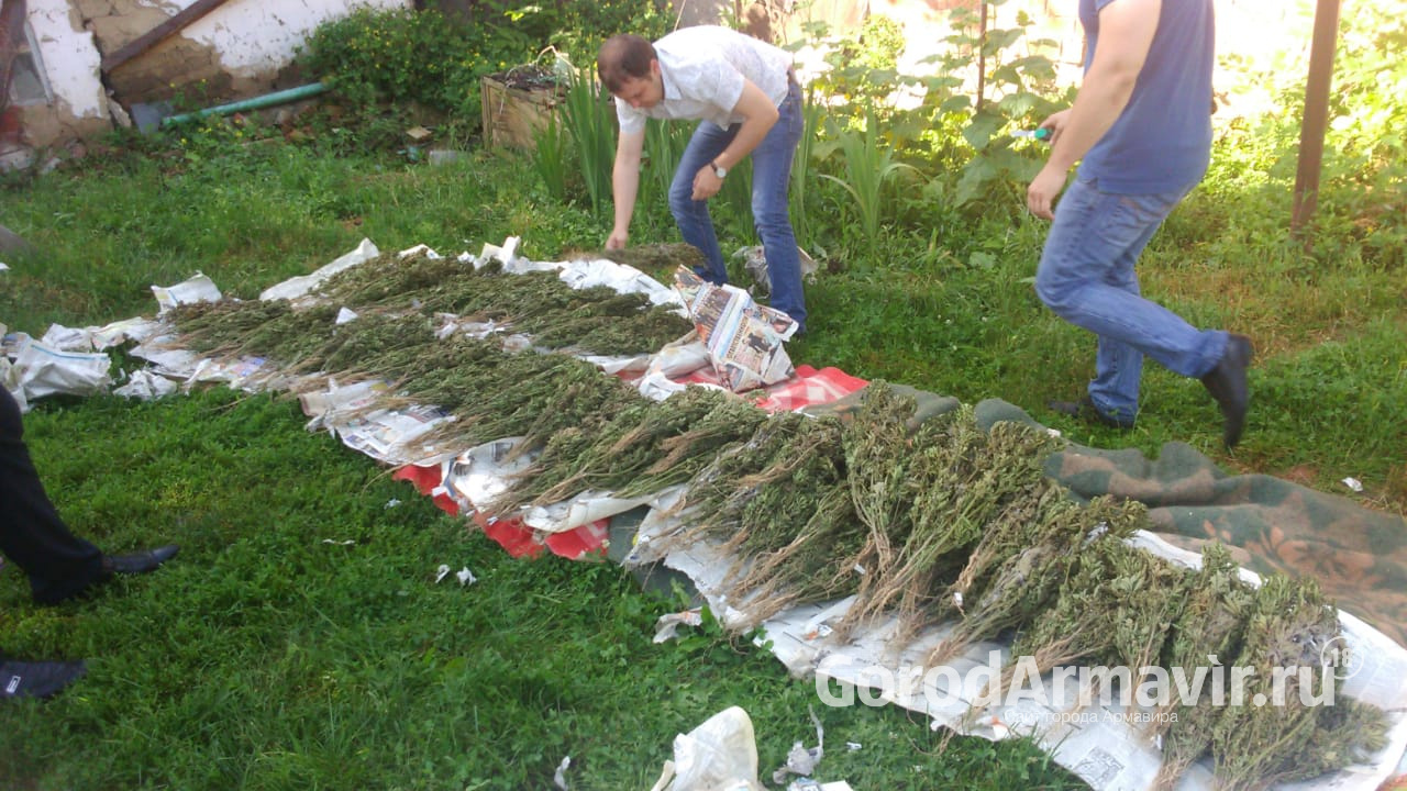 Жителю Успенского района грозит 10 лет за посадку 36 кустов марихуаны 