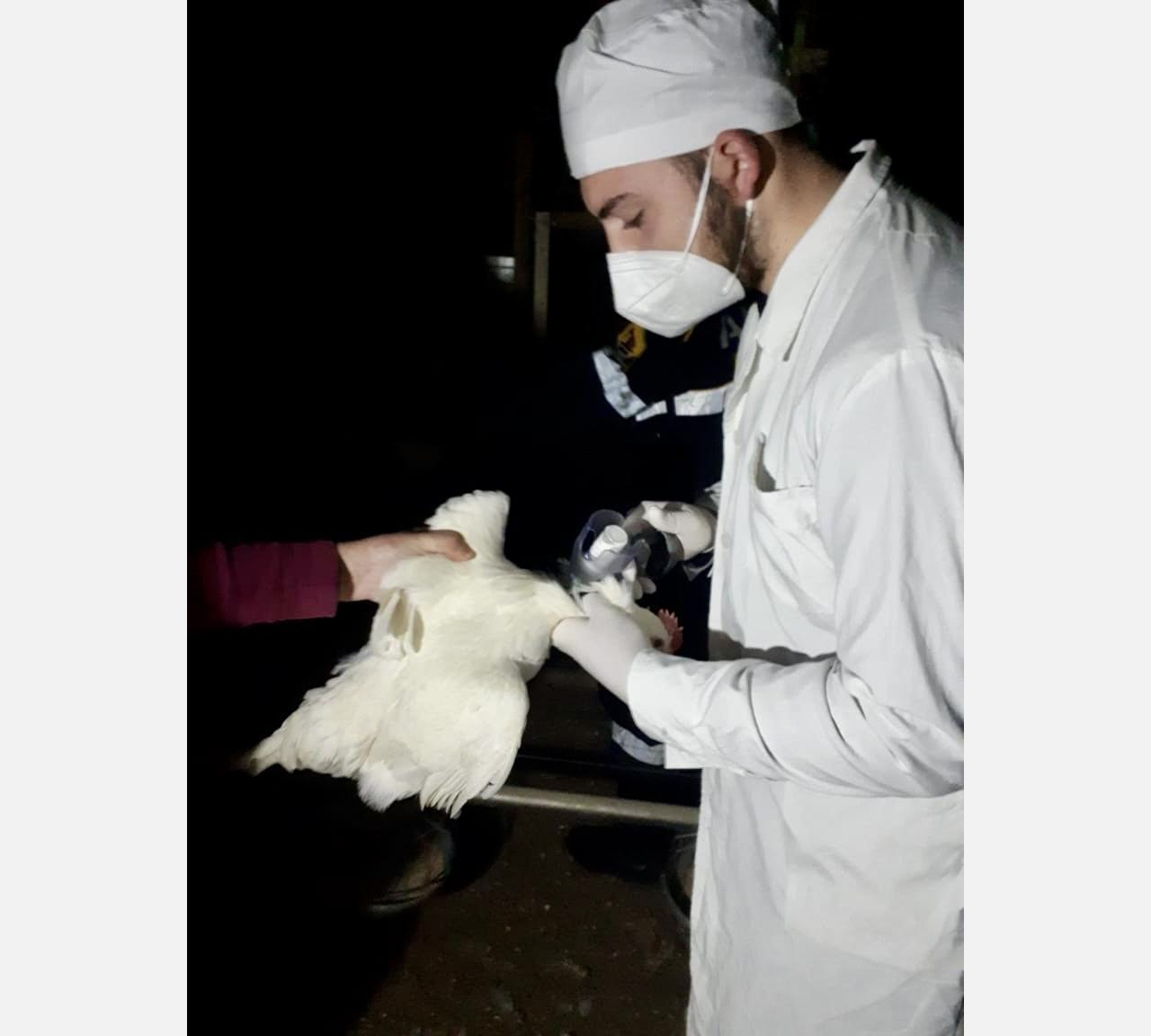 В Армавире с начала года от птичьего гриппа вакцинировано 35 тысяч голов пернатых