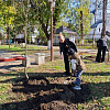 В Армавире в рамках проекта «Наше дерево» высадят более 300 деревьев 