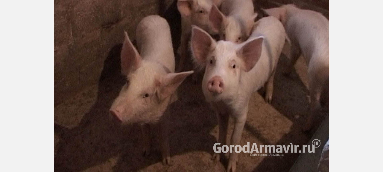 В Армавире подсобные хозяйства предупреждают об африканской чуме свиней