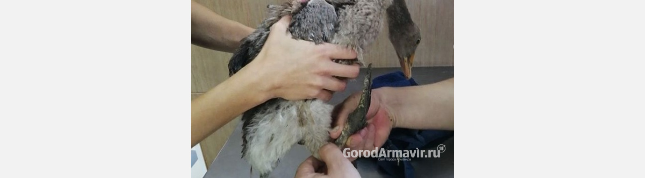 Для спасения жизни лебедя жители Армавира надели на его лапы носки 
