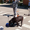 Кинологи пришли в гости к воспитанникам детского сада № 28 в Армавире 