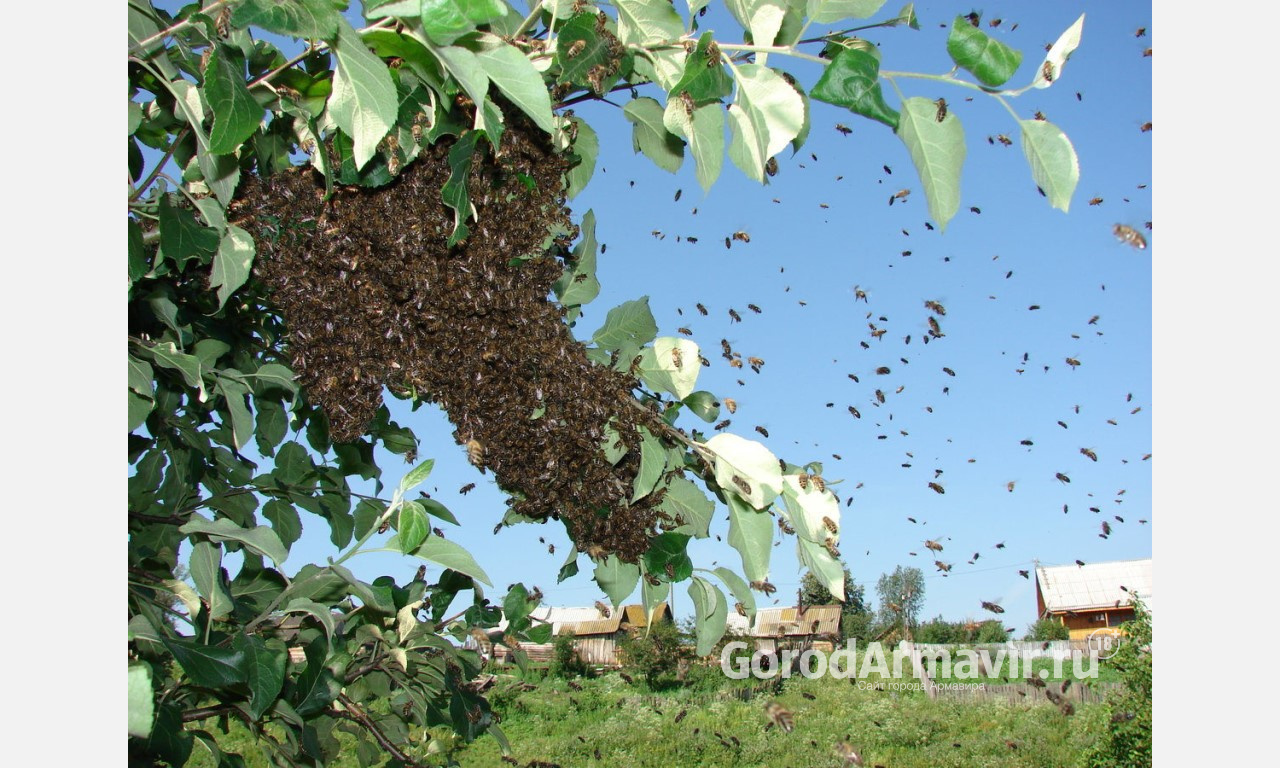 Нашествие диких пчел сняли на камеру смартфона жители Армавира 