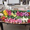 Тюльпаны по цене от 100р можно купить на цветочной ярмарке в Армавире 