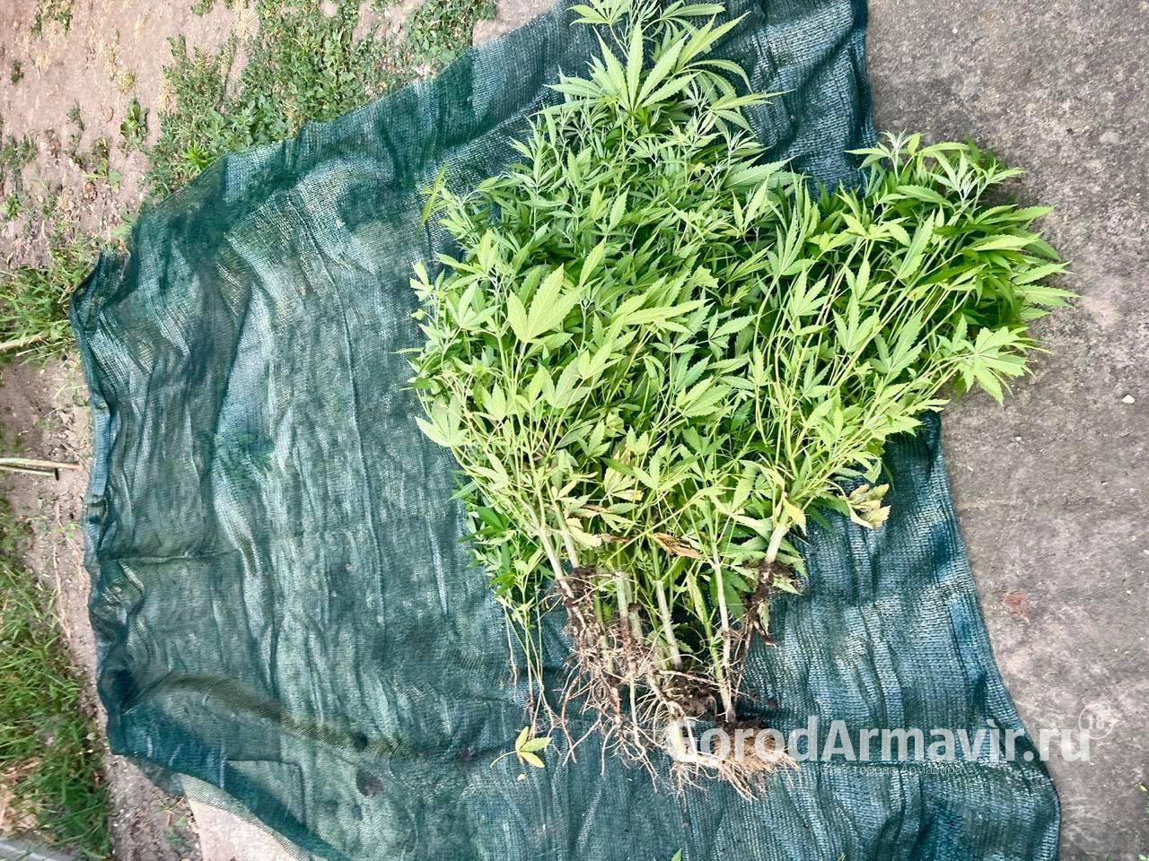 Полицейские изъяли 22 куста наркосодержащего растения у жителя Армавира