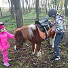 Хотите поближе познакомиться с лошадьми и научиться ездить?