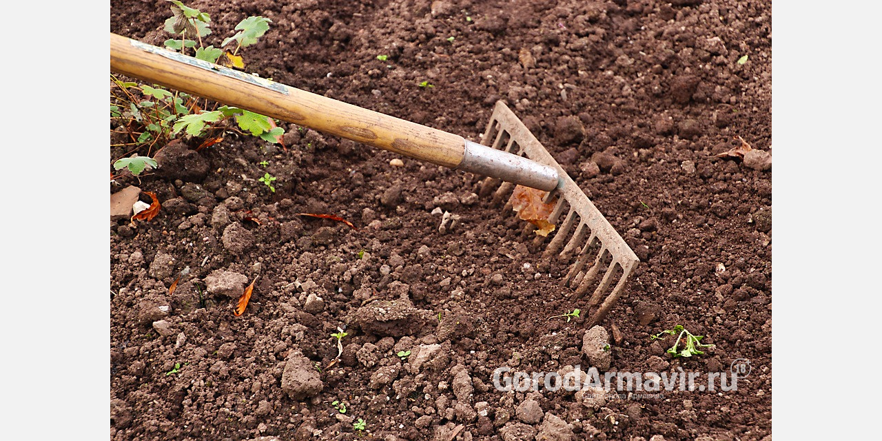 Самодеятельный агроном высадил в Армавире около 50 кустов запрещенного растения