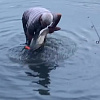 Мужчина поймал 17-килограммовую рыбу в водохранилище Армавира