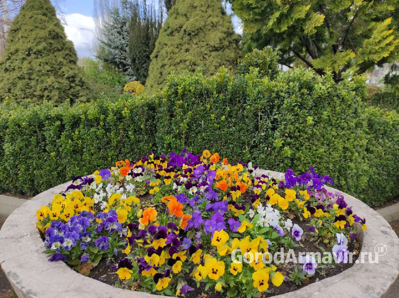 Озеленители Армавира высадили в скверах и парках около 400 тысяч цветов 