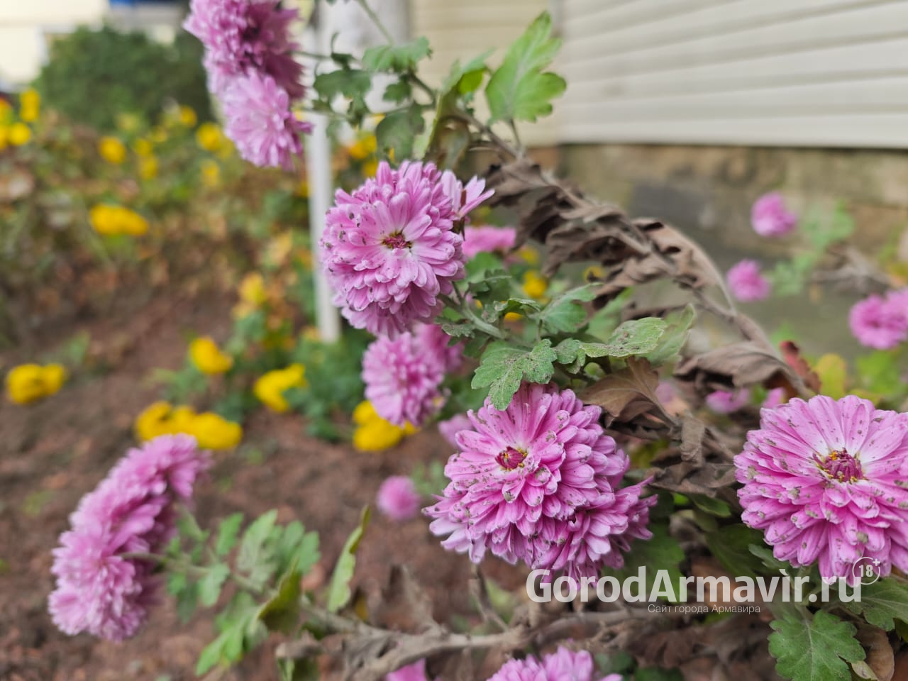 В Армавире 23 ноября зарегистрирован новый температурный рекорд в +21,5°C