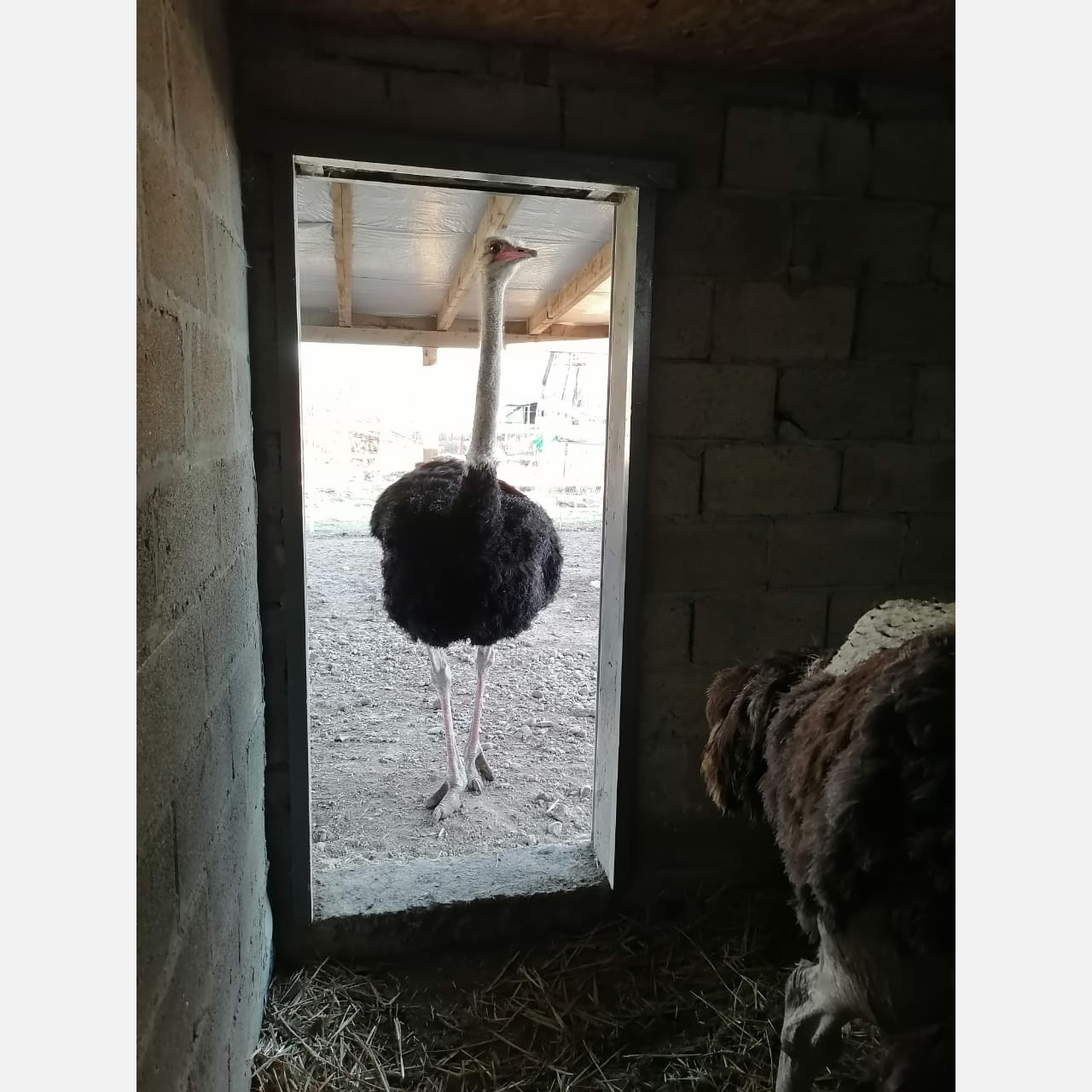 Выбежал за продуктами: на улицах Армавира заметили страуса 