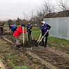 Около 100 деревьев высадили в честь дня рождения партии единороссы Армавира