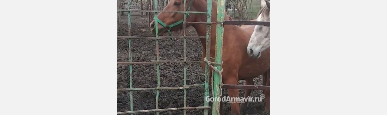 Пони научилась открывать задвижку на дверце забора и попала на видео в Армавире 