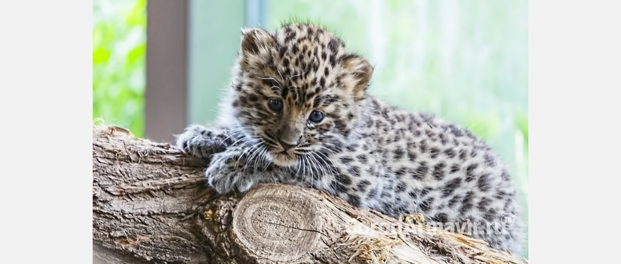В Армавирском передвижном зоопарке у пары персидских леопардов родился малыш