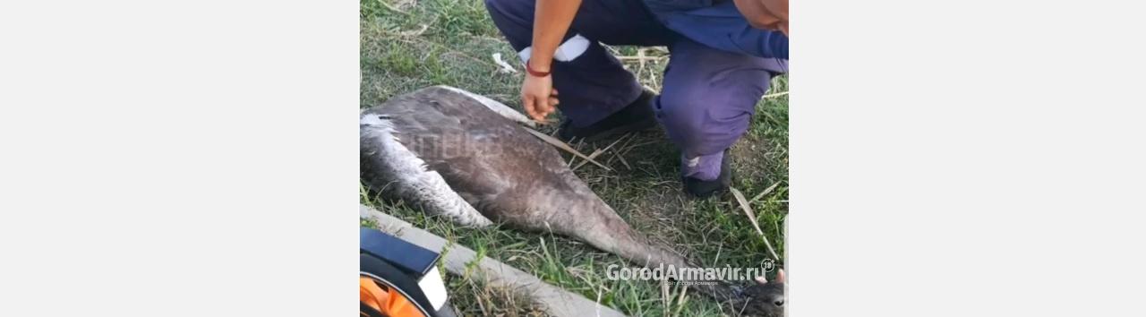 В Новокубанске врачи всю ночь спасали лебедя со сломанной шеей