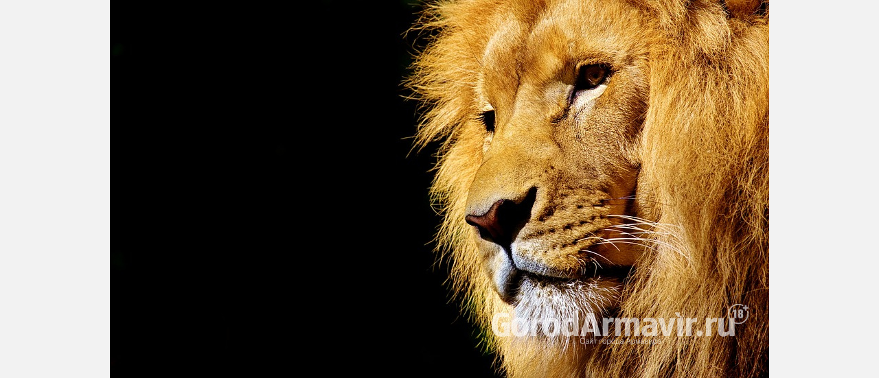 Лев напал на посетителя сафари–парка и попал на видео на Кубани 