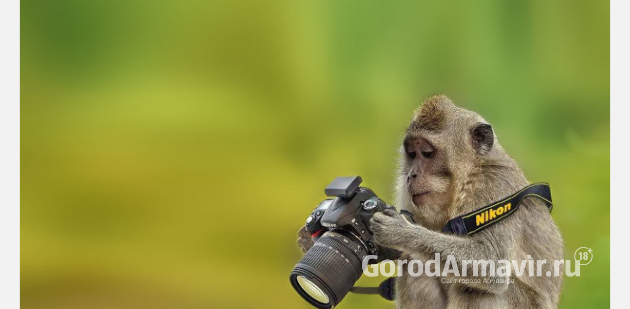 Фотограф из Армавира будет оштрафован за незаконные снимки с обезьянами 